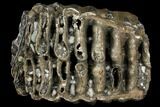 Partial Southern Mammoth Molar - Hungary #111855-4